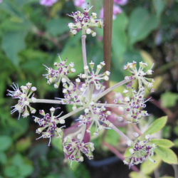 【日本の野草】セリ科 ノダケ(野竹)