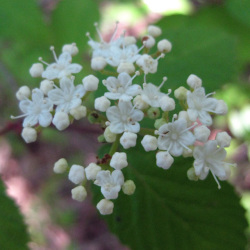 オトコヨウゾメ