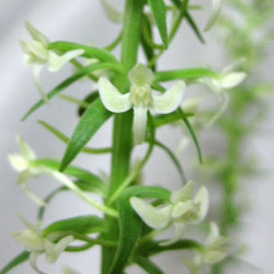 【日本の野生ラン】オオヤマサギソウ(大山鷺草)