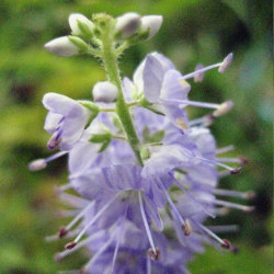 【日本の野草】ルリトラノオ(瑠璃虎の尾)