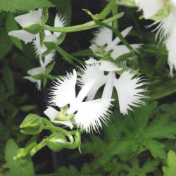 【日本の野生ラン】サギソウ(鷺草)