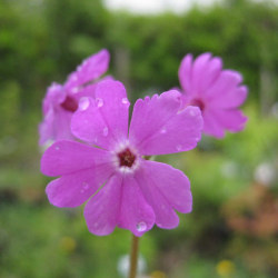 サクラソウ科 サクラソウ属 サクラソウ 桜草 の苗 野草の苗販売 ワイルドプランツ エルブ