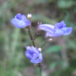 【日本の野草】セキヤノアキチョウジ(関屋の秋丁字)