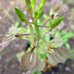 山野草 希少青軸素心 スズムシソウ 今年最終 maxresdefault.jpg