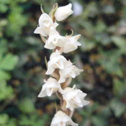 日本の野生ラン・ラン科 シュスラン(繻子蘭)の苗：野草の苗販売