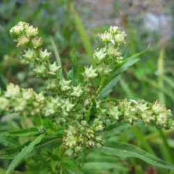 ユキノシタ科 タコノアシ 蛸の足 の苗 野草の苗販売 ワイルドプランツ エルブ ユキノシタ科 タコノアシ 蛸の足 の苗 野草の苗販売 ワイルドプランツ エルブ