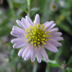 【日本の山野草】キク科 タニガワコンギク(谷川紺菊)