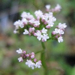 ツルカノコソウ