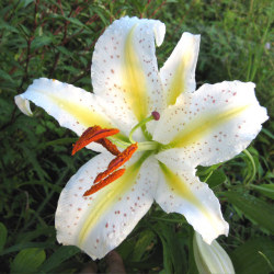 【日本の野草】ヤマユリ