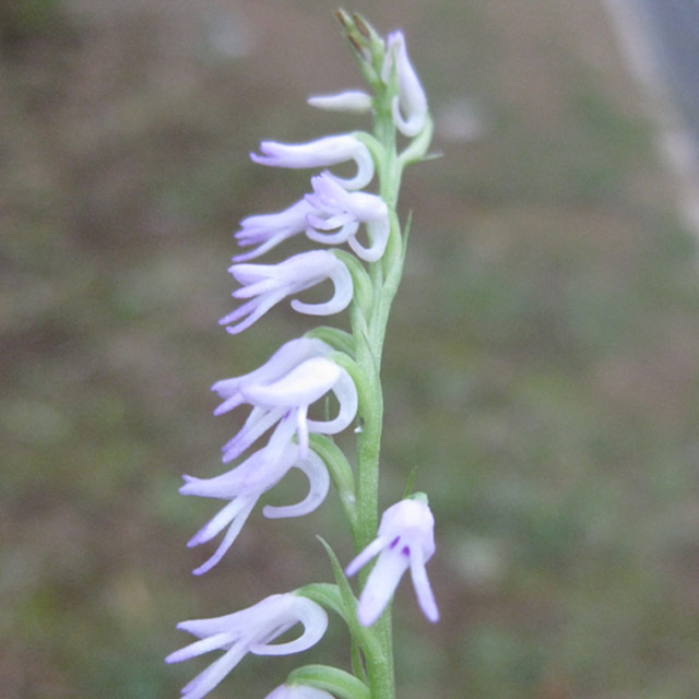 ミヤマモジズリ