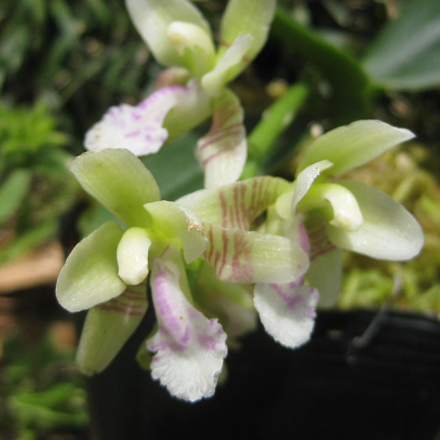 日本の野生ラン・ラン科 ナゴラン(名護蘭)の苗：野草の苗販売