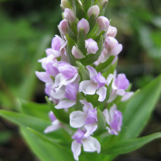 日本の野生ラン・ラン科 ノビネチドリ(延根千鳥)の苗：野草の苗販売