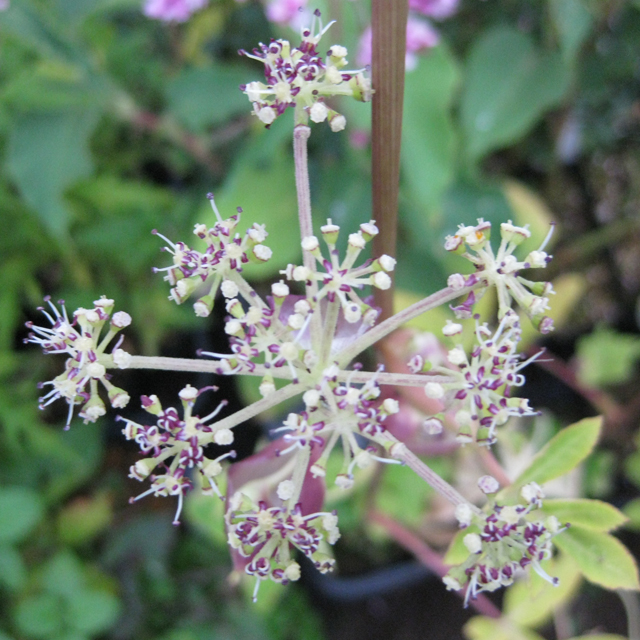 【日本の野草】セリ科 ノダケ(野竹)