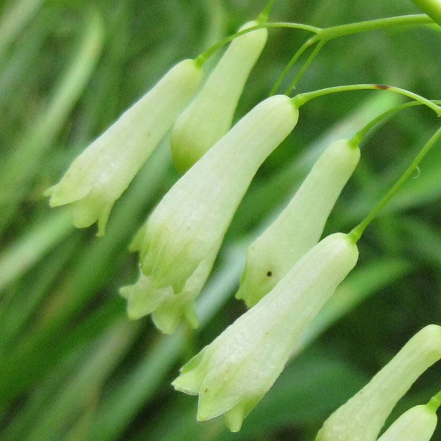 ユリ科 ナルコユリ(鳴子百合)の苗：野草の苗販売『ワイルドプランツ