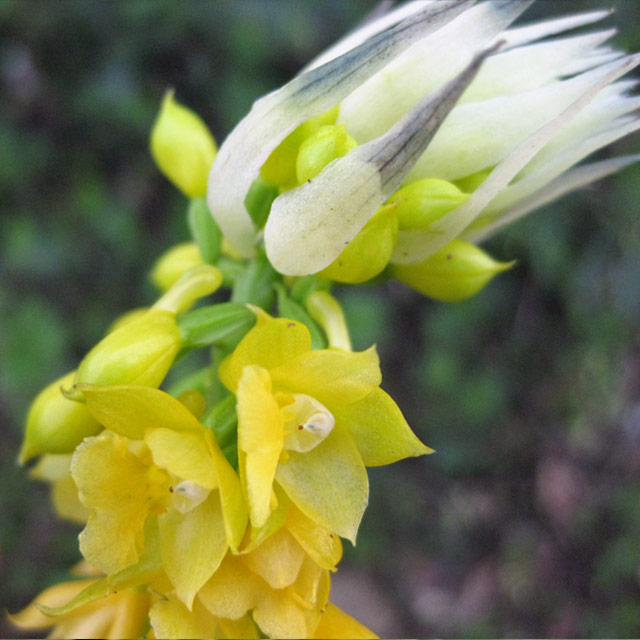 日本の野生ラン・ラン科 レンギョウエビネ(連翹海老根)の苗：野草の苗