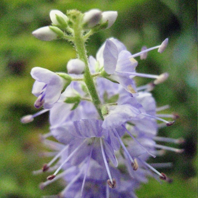 【日本の野草】ルリトラノオ(瑠璃虎の尾)