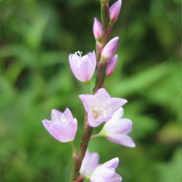 タデ科 サクラタデ 桜蓼 の苗 野草の苗販売 ワイルドプランツ エルブ