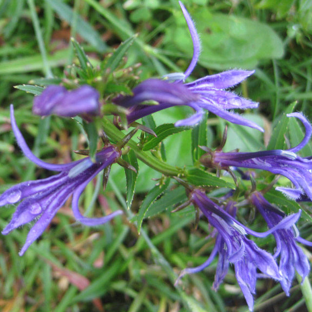 キキョウ科 ミゾカクシ属 サワギキョウ(沢桔梗)の苗：野草の苗販売