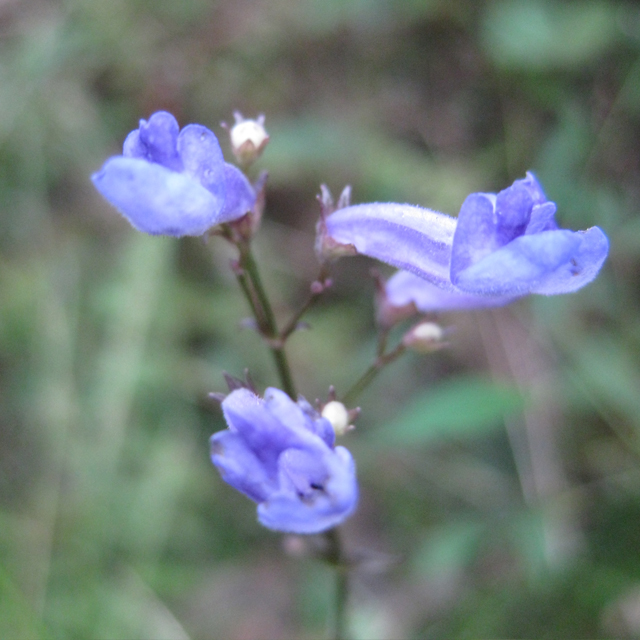 【日本の野草】セキヤノアキチョウジ(関屋の秋丁字)