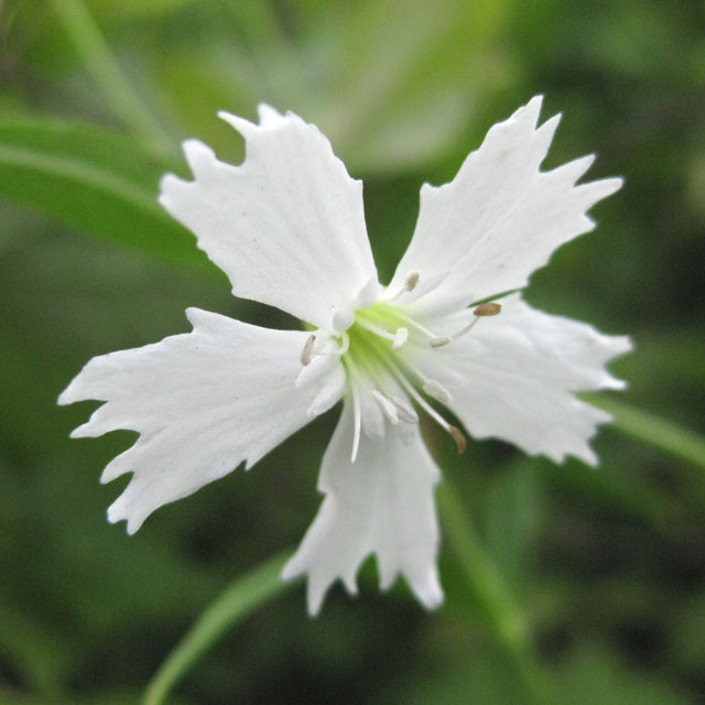 センジュガンピ