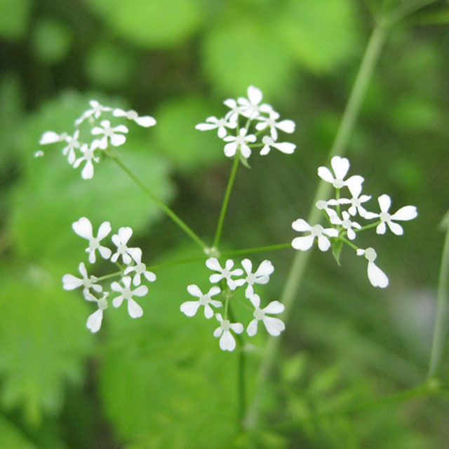 国産　マゴシャクシ　孫杓子　薬用植物 マゴジャクシ（孫杓子） | Beautiful mountain Mt. Takao of the