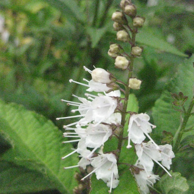 【日本の野草】シソ科 シモバシラ(氷柱)