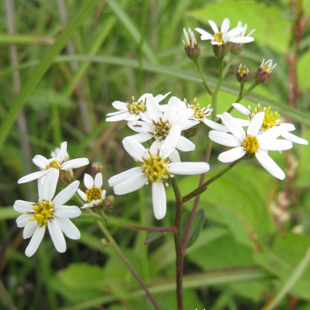 日本の山野草 キク科 シラヤマギク(白菊)の苗：『ワイルドプランツ