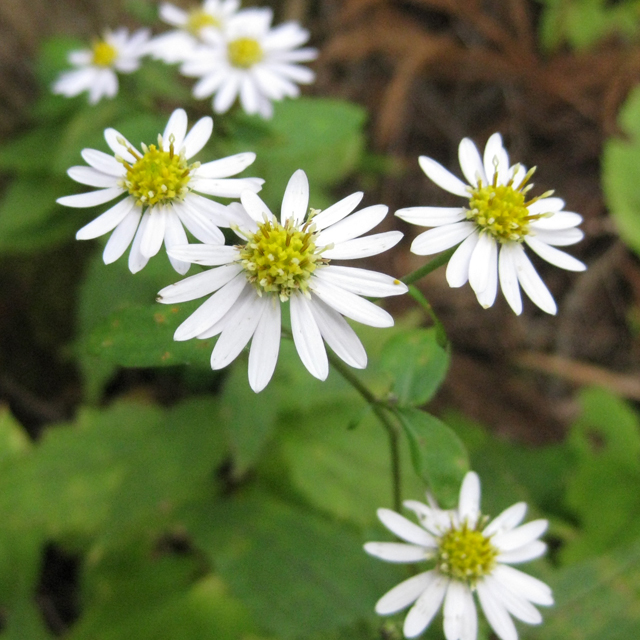 山野草　白花ヨウラクツツジ　大苗 白花ヨウラクツツジ - 山野草・高山植物の通信販売店｜岩崎園芸ネット