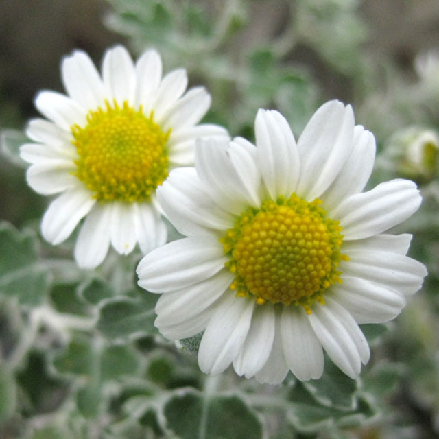 アシズリノジギク