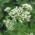 フジバカマ・白花