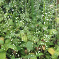 ミズヒキ・白花