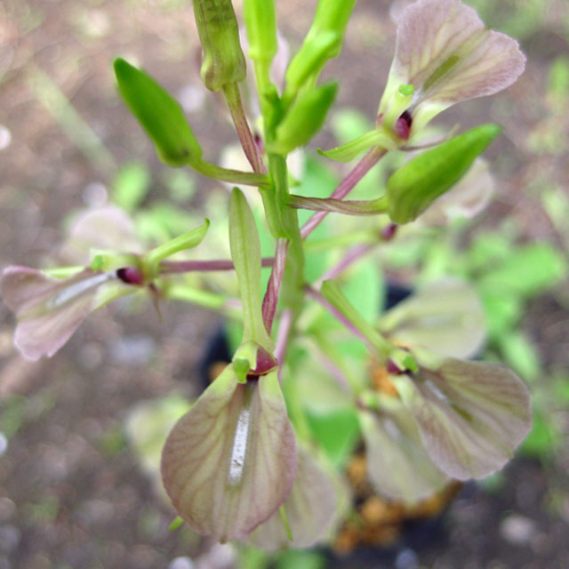 日本の野生ラン・ラン科 スズムシソウ(鈴虫草)の苗：野草の苗販売