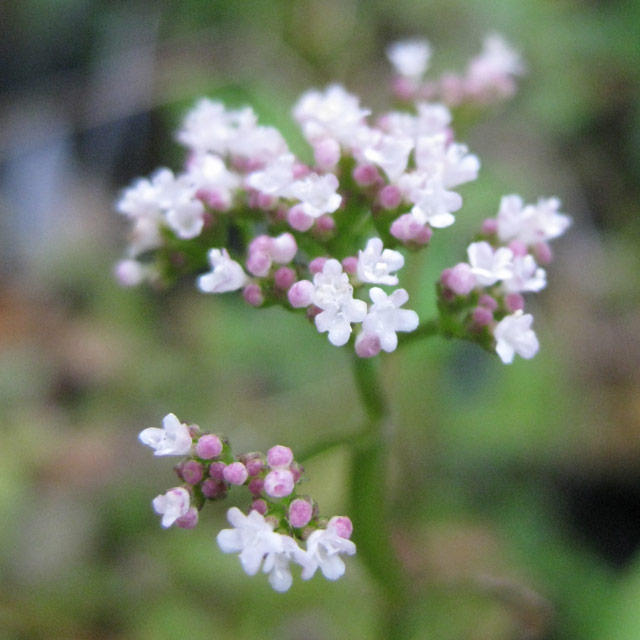 ツルカノコソウ