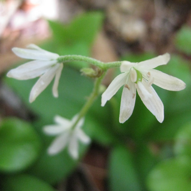 ユリ科 ツバメオモト属 ツバメオモト 燕万年青 の苗 野草の苗販売 ワイルドプランツ エルブ