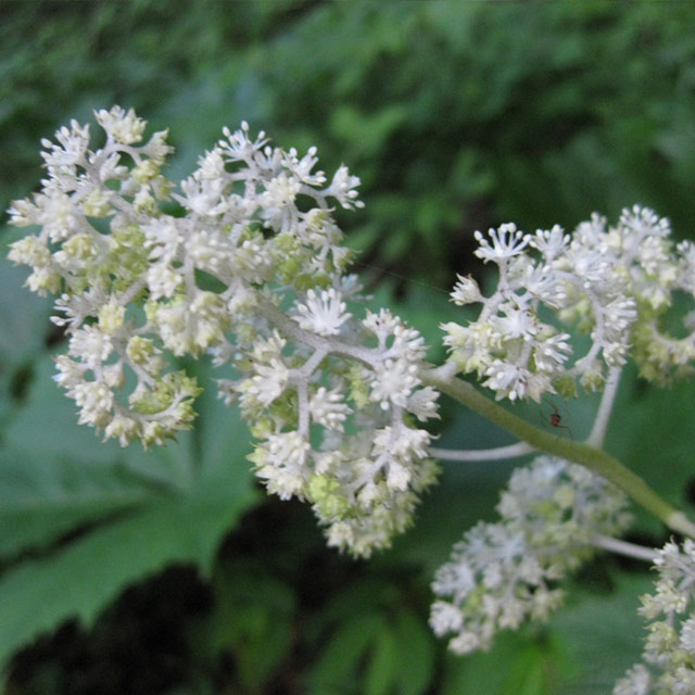 ユキノシタ科 ヤグルマソウ(矢車草)の苗：野草の苗販売『ワイルド
