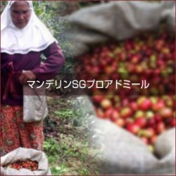 [ 受注後焙煎 ]　マンデリンSG　プロアドミール　(100ｇ単位) 　【ゆうパケット可】