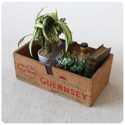 イギリス アンティーク ウッドボックス バスケット トマト 木箱 オールドパイン「Guernsey Tomatoes Box」V-792