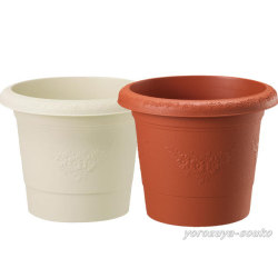 グレイスポット