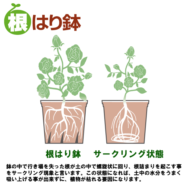 発根済　鉢入り 植木鉢 根っこつよし【スリット プラ鉢】｜ 【植物のITANSE
