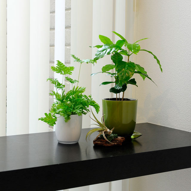 Pon/C－3号(P3)/ポット・鉢