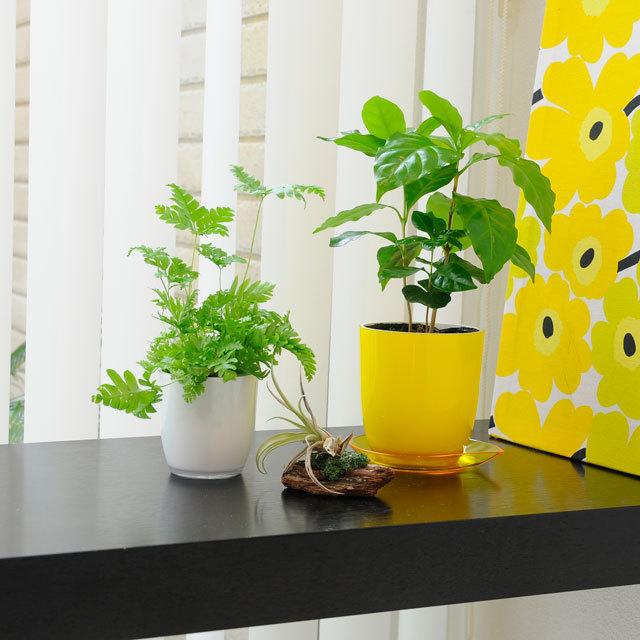 がーべらページ　3号鉢　ちょこん札付きポットごと ミニガーベラ花色ミックス3号ポット 24株セット の通販 | 園芸ネット