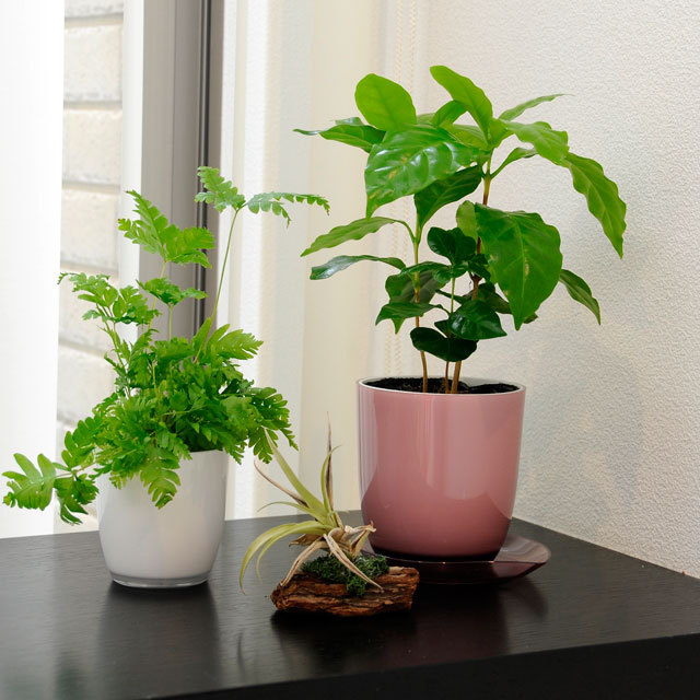 がーべらページ　3号鉢　ちょこん札付きポットごと がーべらページ 3号鉢 ちょこん札付きポットごと Pon/C－3