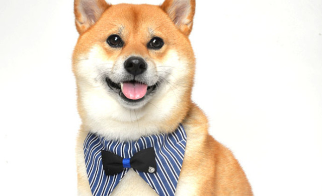 ａｍｏ ｋ パーティー アモワークス 犬グッズ 首輪 カラー おしゃれ かわいい ストライプ リボン