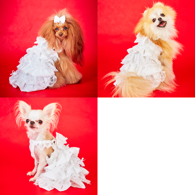 犬服 ワンピース(SS)       ꒡̈⃝Lily꒡̈⃝ハンドメイド No.1159犬服 猫服 ハンドメイド ワンピース わんちゃん - メルカリ