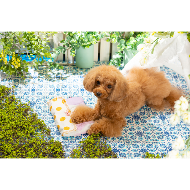 ルルドール 保冷剤 ケース Luludoll 犬服 犬グッズ かわいい