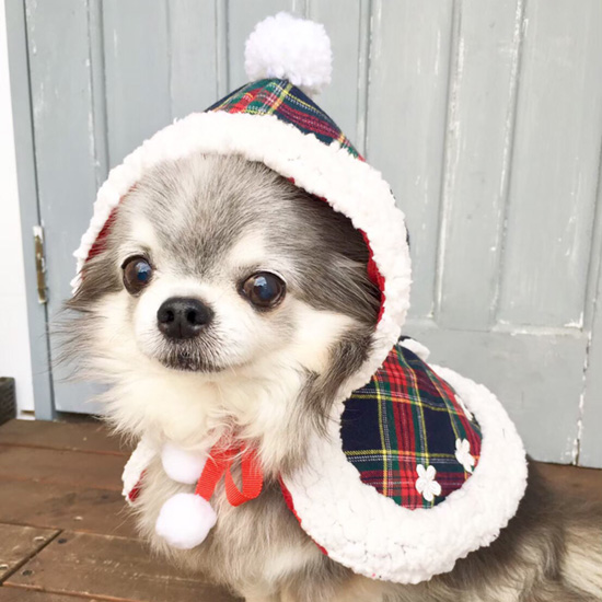 限定スーパー激少数 ルルドール チェッカーズケープ Lulu Doll ドッグウェア 犬服 かわいい おしゃれ ケープ A W