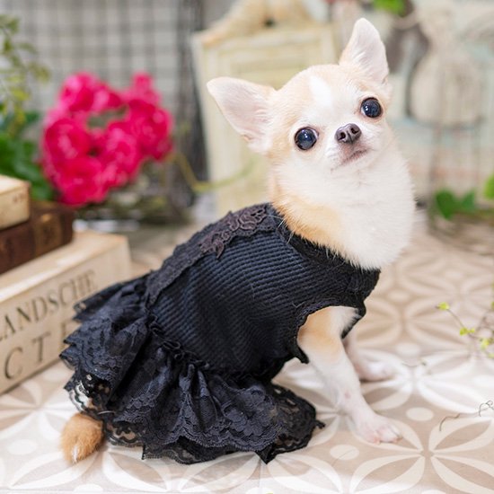 ルルドール バレリーナワンピース 【 Luludoll ドッグウェア 犬服