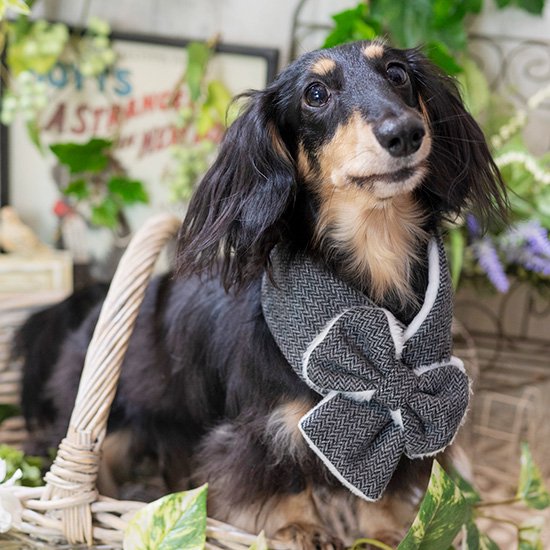 ルルドール リボンウールマフラー Lulu Doll ドッグウェア 犬服 かわいい おしゃれ マフラー A W
