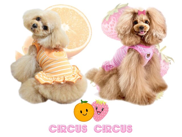 正規代理店 ベアストーンタンクトップ スヌードset 犬服 Shipsctc Org 正規代理店 ベアストーンタンクトップ スヌードset 犬服 Shipsctc Org