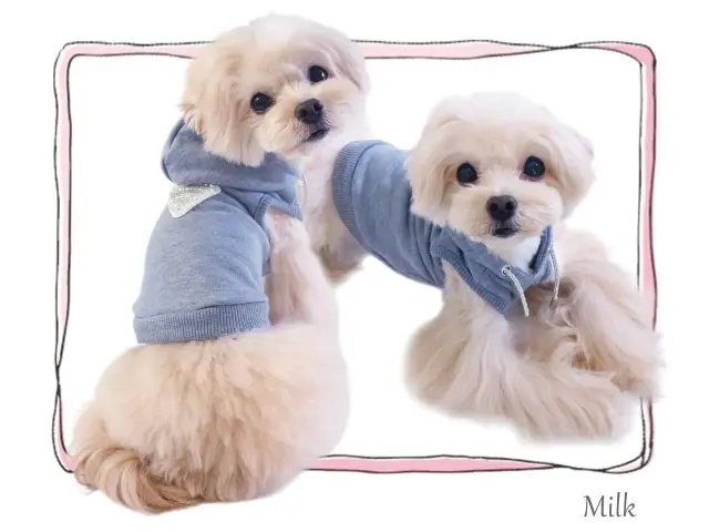 サーカスサーカス Classy Laced Hoodie【 circus circus Classy